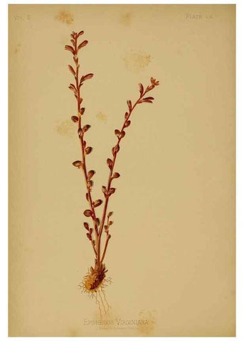 Reproducción/Reproduction 48631233612: The native flowers and ferns of the United States in their botanical, horticultural and popular aspects /. Boston :L. Prang and Co.,1879.. 