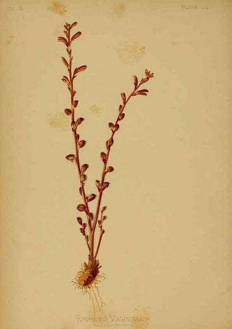 Reproducción/Reproduction 48631233612: The native flowers and ferns of the United States in their botanical, horticultural and popular aspects /. Boston :L. Prang and Co.,1879.. 
