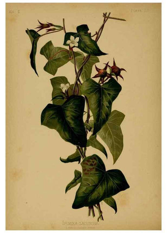 Reproducción/Reproduction 48631234017: The native flowers and ferns of the United States in their botanical, horticultural and popular aspects /. Boston :L. Prang and Co.,1879.. 