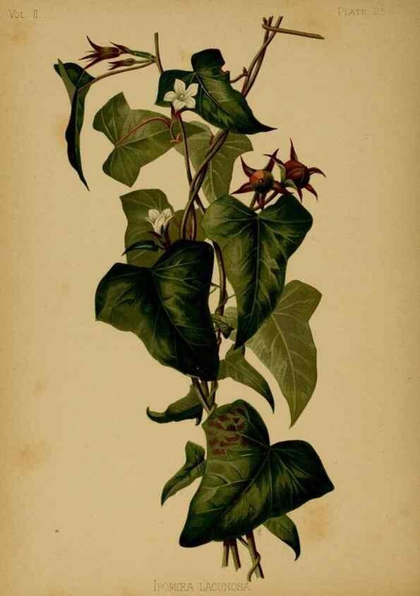 Reproducción/Reproduction 48631234017: The native flowers and ferns of the United States in their botanical, horticultural and popular aspects /. Boston :L. Prang and Co.,1879.. 