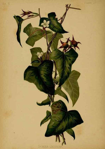Reproducción/Reproduction 48631234017: The native flowers and ferns of the United States in their botanical, horticultural and popular aspects /. Boston :L. Prang and Co.,1879.. 