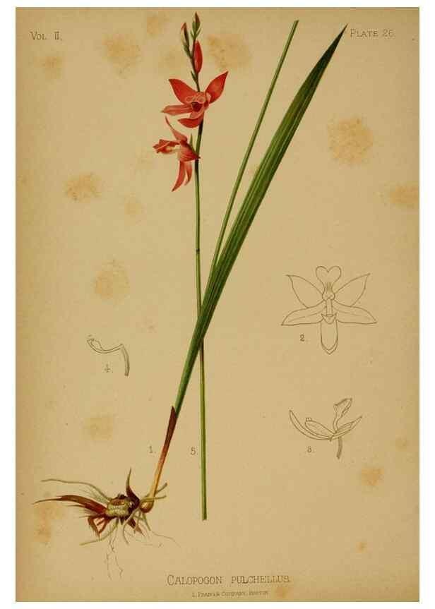 Reproducción/Reproduction 48631089506: The native flowers and ferns of the United States in their botanical, horticultural and popular aspects /. Boston :L. Prang and Co.,1879.. 