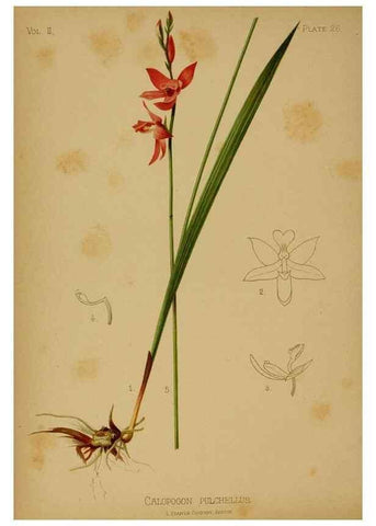 Reproducción/Reproduction 48631089506: The native flowers and ferns of the United States in their botanical, horticultural and popular aspects /. Boston :L. Prang and Co.,1879.. 