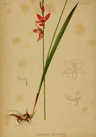 Reproducción/Reproduction 48631089506: The native flowers and ferns of the United States in their botanical, horticultural and popular aspects /. Boston :L. Prang and Co.,1879.. 