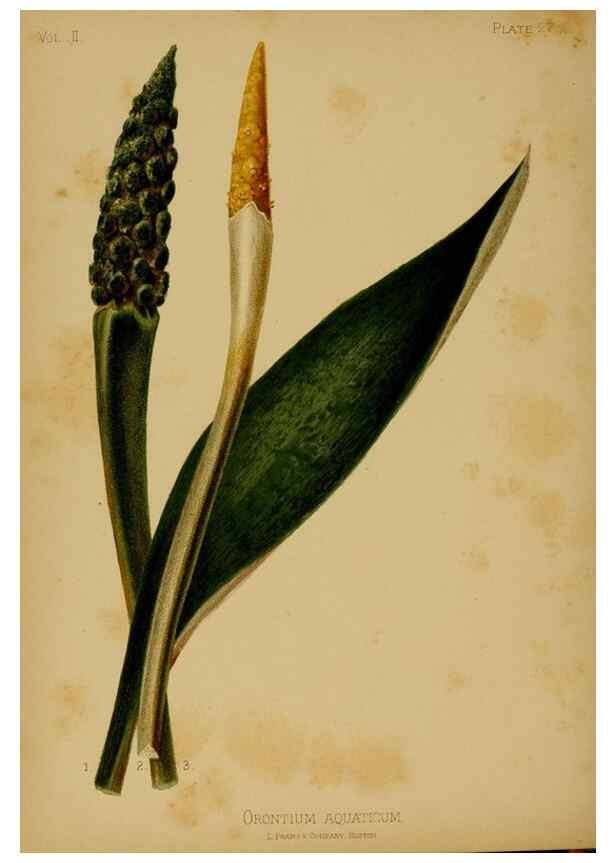 Reproducción/Reproduction 48631089926: The native flowers and ferns of the United States in their botanical, horticultural and popular aspects /. Boston :L. Prang and Co.,1879.. 