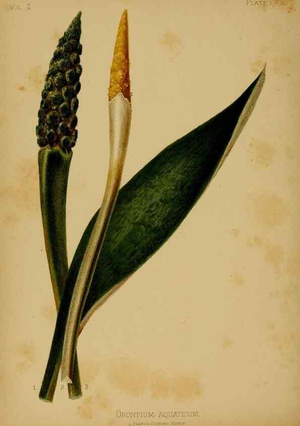 Reproducción/Reproduction 48631089926: The native flowers and ferns of the United States in their botanical, horticultural and popular aspects /. Boston :L. Prang and Co.,1879.. 