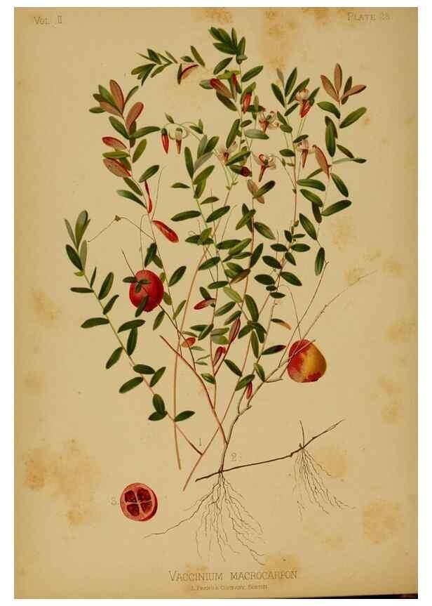 Reproducción/Reproduction 48631235497: The native flowers and ferns of the United States in their botanical, horticultural and popular aspects /. Boston :L. Prang and Co.,1879.. 