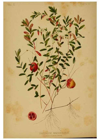 Reproducción/Reproduction 48631235497: The native flowers and ferns of the United States in their botanical, horticultural and popular aspects /. Boston :L. Prang and Co.,1879.. 