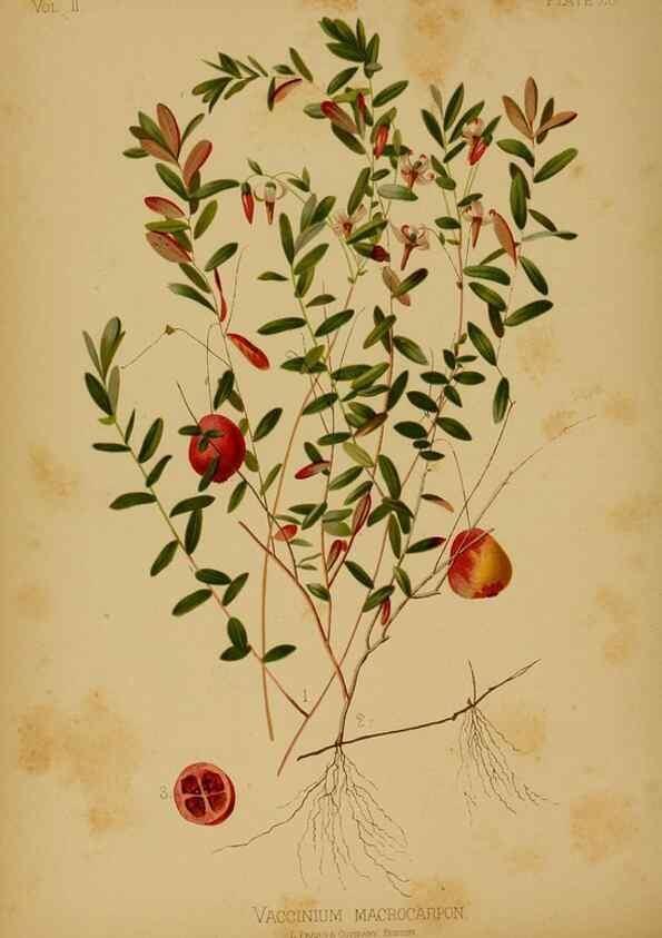 Reproducción/Reproduction 48631235497: The native flowers and ferns of the United States in their botanical, horticultural and popular aspects /. Boston :L. Prang and Co.,1879.. 