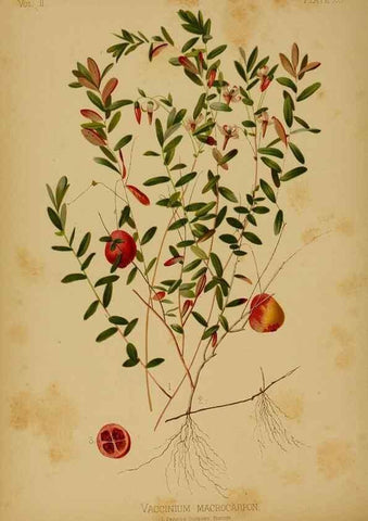 Reproducción/Reproduction 48631235497: The native flowers and ferns of the United States in their botanical, horticultural and popular aspects /. Boston :L. Prang and Co.,1879.. 