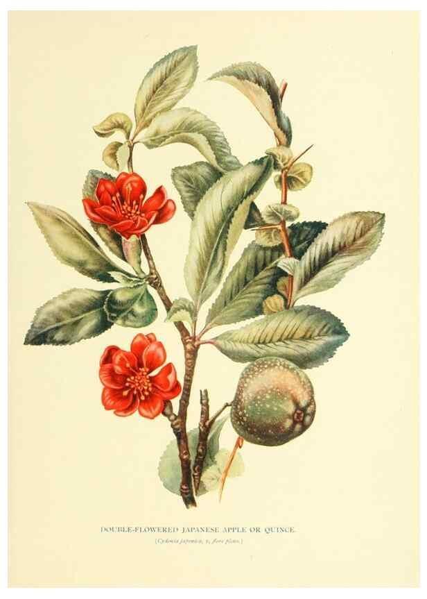 Reproducción/Reproduction 48636080362: Trees and shrubs of the British Isles;. LondonDent1909. 
