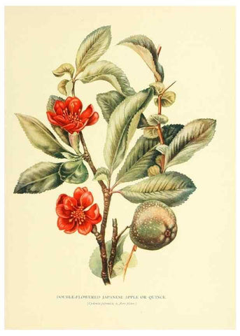 Reproducción/Reproduction 48636080362: Trees and shrubs of the British Isles;. LondonDent1909. 
