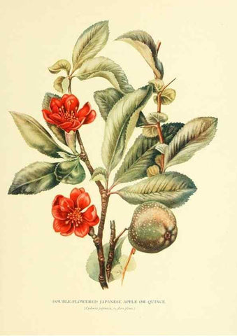 Reproducción/Reproduction 48636080362: Trees and shrubs of the British Isles;. LondonDent1909. 