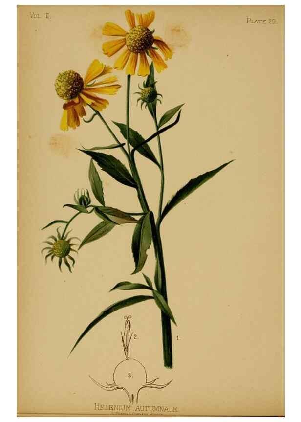 Reproducción/Reproduction 48631236002: The native flowers and ferns of the United States in their botanical, horticultural and popular aspects /. Boston :L. Prang and Co.,1879.. 