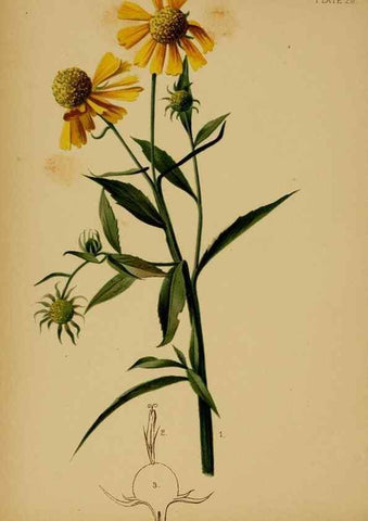 Reproducción/Reproduction 48631236002: The native flowers and ferns of the United States in their botanical, horticultural and popular aspects /. Boston :L. Prang and Co.,1879.. 
