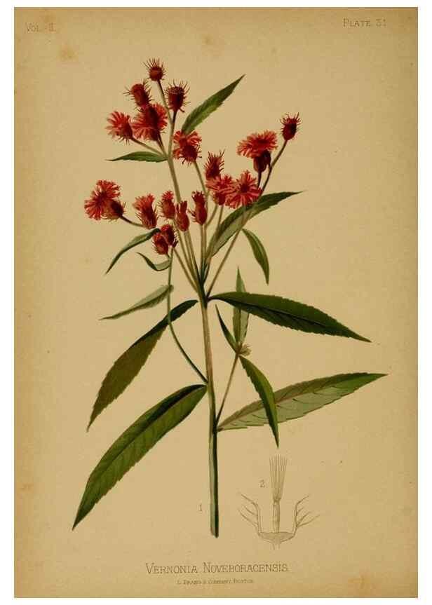 Reproducción/Reproduction 48631091716: The native flowers and ferns of the United States in their botanical, horticultural and popular aspects /. Boston :L. Prang and Co.,1879.. 
