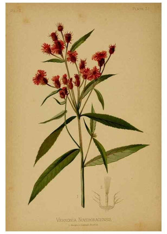 Reproducción/Reproduction 48631091716: The native flowers and ferns of the United States in their botanical, horticultural and popular aspects /. Boston :L. Prang and Co.,1879.. 