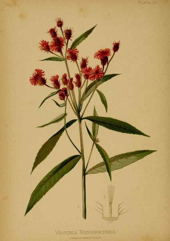Reproducción/Reproduction 48631091716: The native flowers and ferns of the United States in their botanical, horticultural and popular aspects /. Boston :L. Prang and Co.,1879.. 