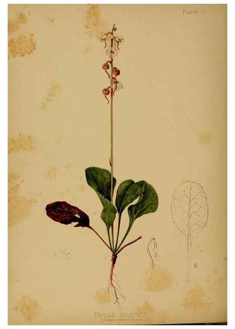 Reproducción/Reproduction 48631092141: The native flowers and ferns of the United States in their botanical, horticultural and popular aspects /. Boston :L. Prang and Co.,1879.. 