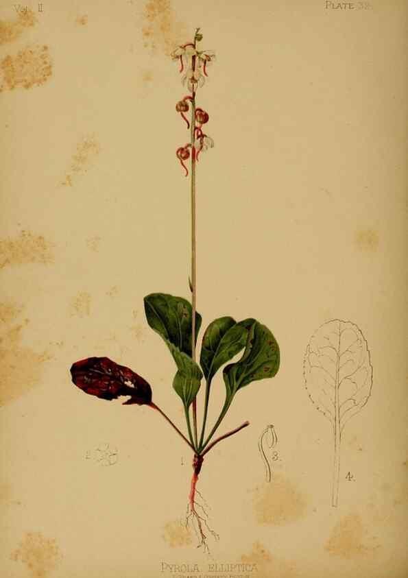 Reproducción/Reproduction 48631092141: The native flowers and ferns of the United States in their botanical, horticultural and popular aspects /. Boston :L. Prang and Co.,1879.. 