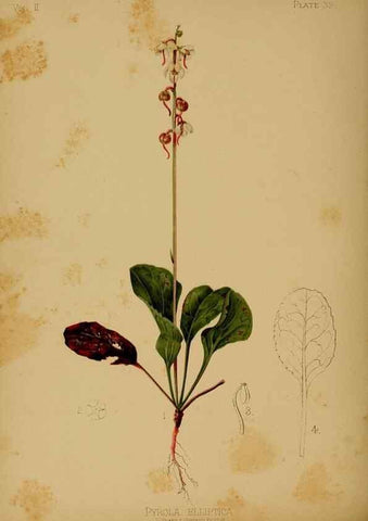 Reproducción/Reproduction 48631092141: The native flowers and ferns of the United States in their botanical, horticultural and popular aspects /. Boston :L. Prang and Co.,1879.. 