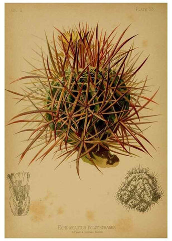 Reproducción/Reproduction 48631237512: The native flowers and ferns of the United States in their botanical, horticultural and popular aspects /. Boston :L. Prang and Co.,1879.. 