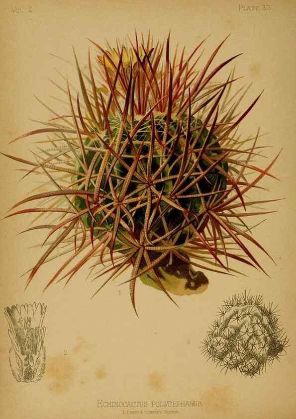 Reproducción/Reproduction 48631237512: The native flowers and ferns of the United States in their botanical, horticultural and popular aspects /. Boston :L. Prang and Co.,1879.. 