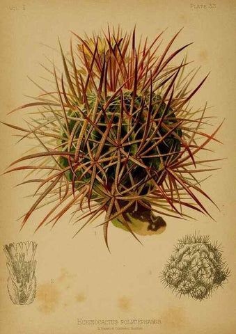 Reproducción/Reproduction 48631237512: The native flowers and ferns of the United States in their botanical, horticultural and popular aspects /. Boston :L. Prang and Co.,1879.. 