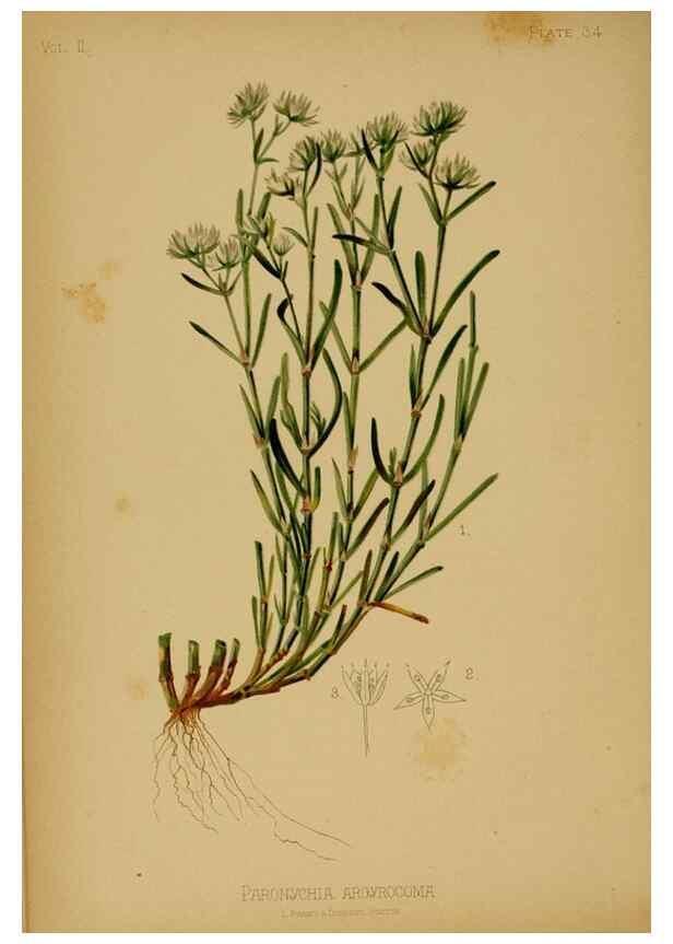 Reproducción/Reproduction 48631092841: The native flowers and ferns of the United States in their botanical, horticultural and popular aspects /. Boston :L. Prang and Co.,1879.. 