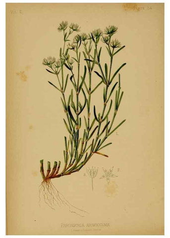 Reproducción/Reproduction 48631092841: The native flowers and ferns of the United States in their botanical, horticultural and popular aspects /. Boston :L. Prang and Co.,1879.. 