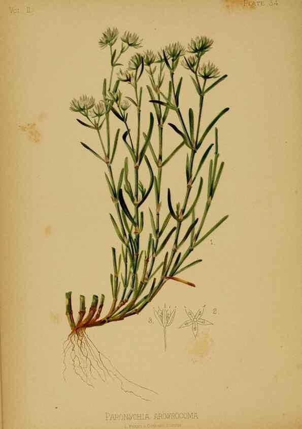 Reproducción/Reproduction 48631092841: The native flowers and ferns of the United States in their botanical, horticultural and popular aspects /. Boston :L. Prang and Co.,1879.. 