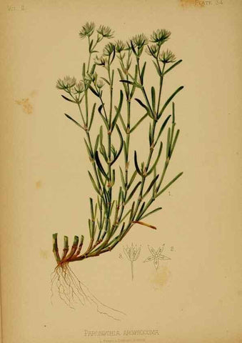 Reproducción/Reproduction 48631092841: The native flowers and ferns of the United States in their botanical, horticultural and popular aspects /. Boston :L. Prang and Co.,1879.. 