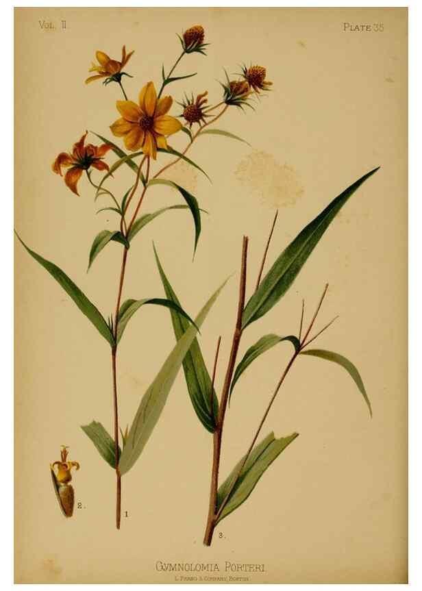 Reproducción/Reproduction 48631238347: The native flowers and ferns of the United States in their botanical, horticultural and popular aspects /. Boston :L. Prang and Co.,1879.. 