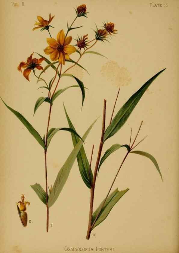 Reproducción/Reproduction 48631238347: The native flowers and ferns of the United States in their botanical, horticultural and popular aspects /. Boston :L. Prang and Co.,1879.. 