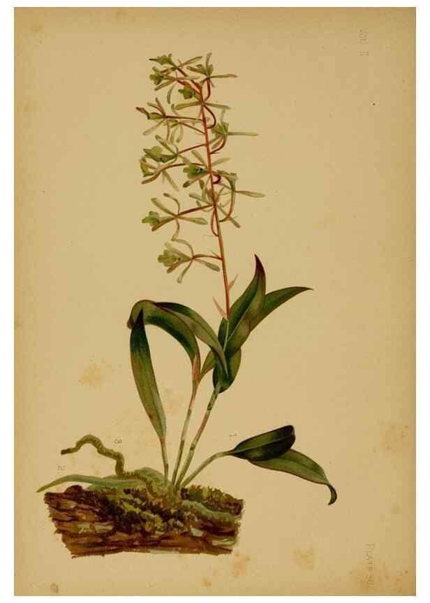 Reproducción/Reproduction 48631093566: The native flowers and ferns of the United States in their botanical, horticultural and popular aspects /. Boston :L. Prang and Co.,1879.. 