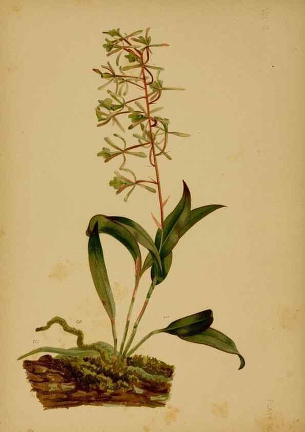 Reproducción/Reproduction 48631093566: The native flowers and ferns of the United States in their botanical, horticultural and popular aspects /. Boston :L. Prang and Co.,1879.. 