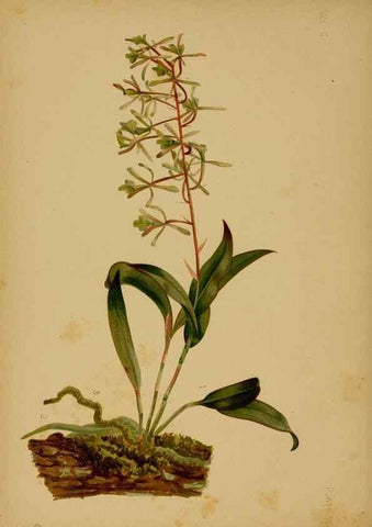 Reproducción/Reproduction 48631093566: The native flowers and ferns of the United States in their botanical, horticultural and popular aspects /. Boston :L. Prang and Co.,1879.. 