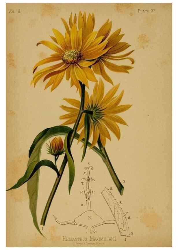 Reproducción/Reproduction 48630739438: The native flowers and ferns of the United States in their botanical, horticultural and popular aspects /. Boston :L. Prang and Co.,1879.. 
