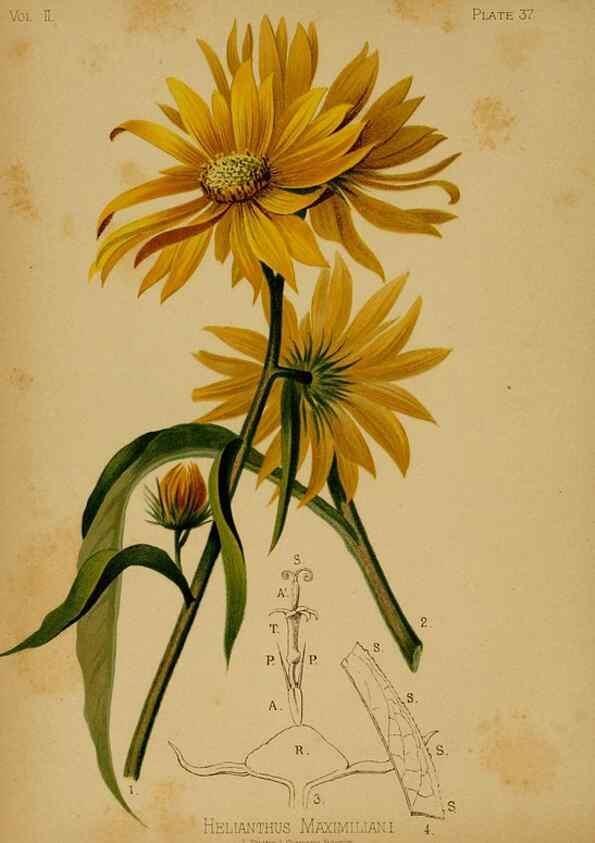 Reproducción/Reproduction 48630739438: The native flowers and ferns of the United States in their botanical, horticultural and popular aspects /. Boston :L. Prang and Co.,1879.. 