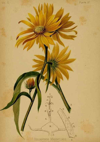 Reproducción/Reproduction 48630739438: The native flowers and ferns of the United States in their botanical, horticultural and popular aspects /. Boston :L. Prang and Co.,1879.. 