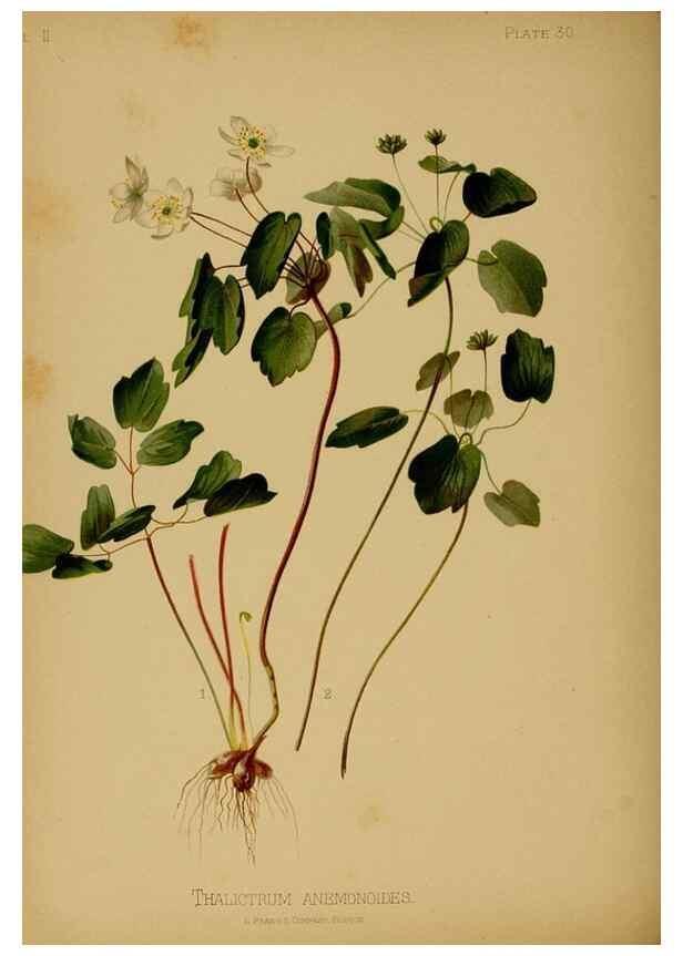 Reproducción/Reproduction 48631091321: The native flowers and ferns of the United States in their botanical, horticultural and popular aspects /. Boston :L. Prang and Co.,1879.. 