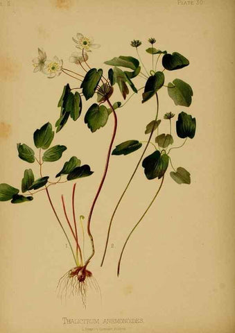 Reproducción/Reproduction 48631091321: The native flowers and ferns of the United States in their botanical, horticultural and popular aspects /. Boston :L. Prang and Co.,1879.. 