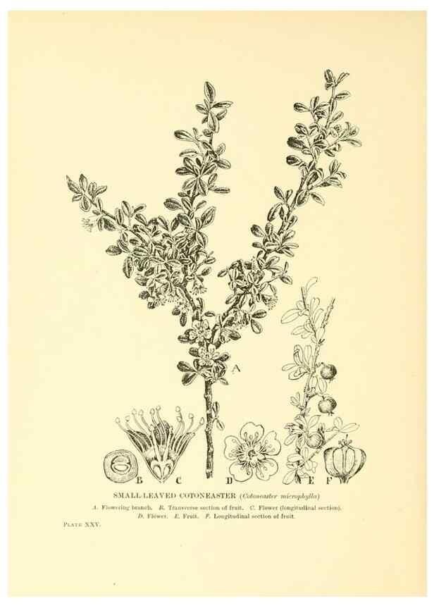 Reproducción/Reproduction 48635937426: Trees and shrubs of the British Isles;. LondonDent1909. 