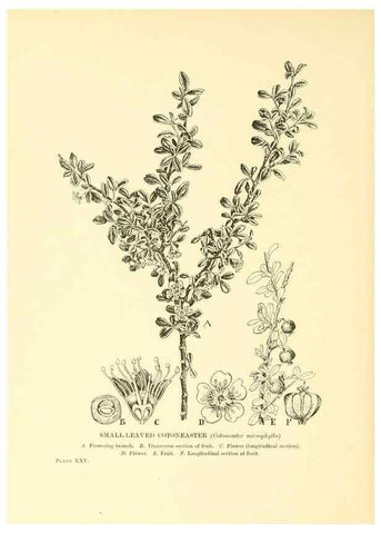Reproducción/Reproduction 48635937426: Trees and shrubs of the British Isles;. LondonDent1909. 