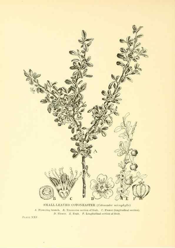 Reproducción/Reproduction 48635937426: Trees and shrubs of the British Isles;. LondonDent1909. 