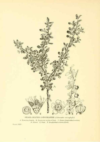 Reproducción/Reproduction 48635937426: Trees and shrubs of the British Isles;. LondonDent1909. 