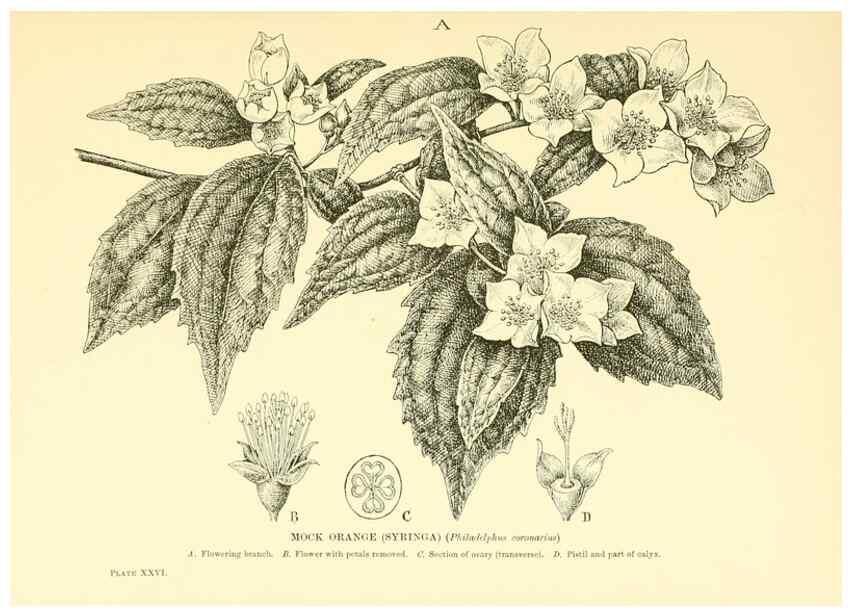 Reproducción/Reproduction 48635937771: Trees and shrubs of the British Isles;. LondonDent1909. 