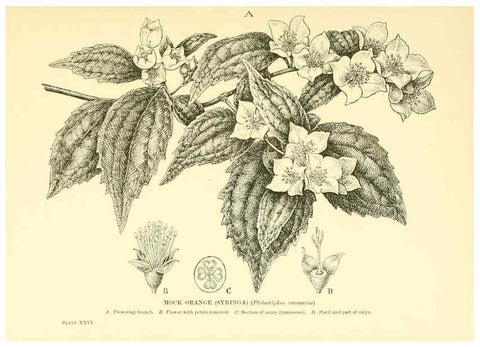 Reproducción/Reproduction 48635937771: Trees and shrubs of the British Isles;. LondonDent1909. 