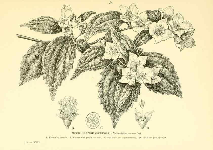 Reproducción/Reproduction 48635937771: Trees and shrubs of the British Isles;. LondonDent1909. 