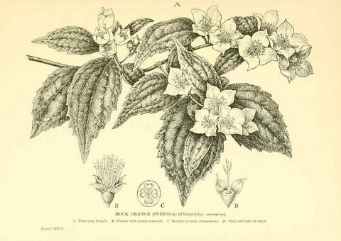 Reproducción/Reproduction 48635937771: Trees and shrubs of the British Isles;. LondonDent1909. 